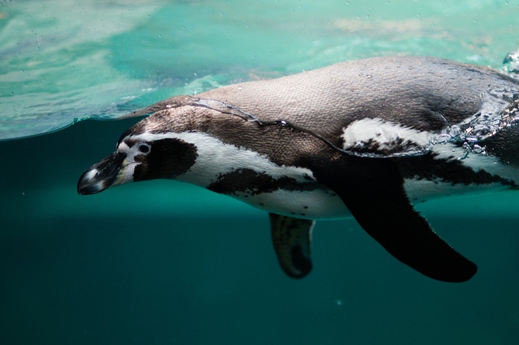 Пингвин из океанариума. Фото: pixabay.com